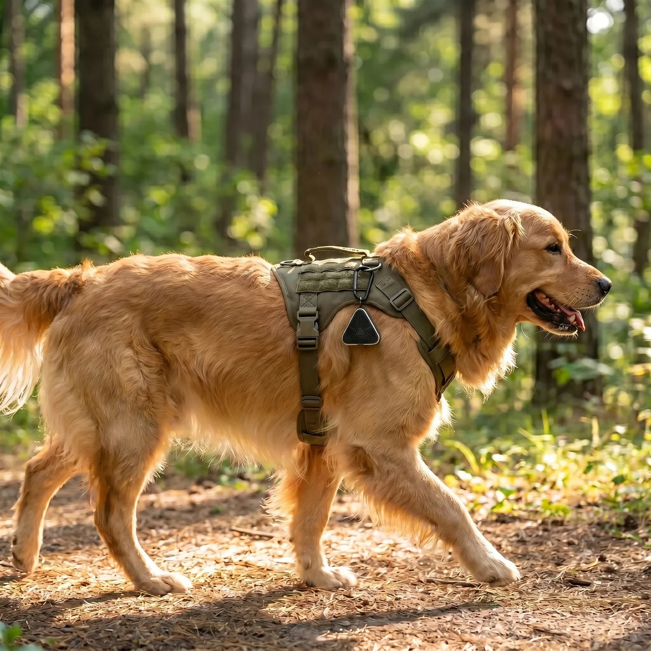 Open hiking trail through a sunlit forest